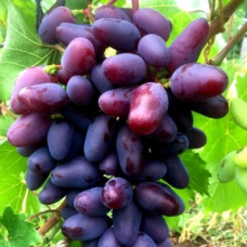 Виноград Байконур