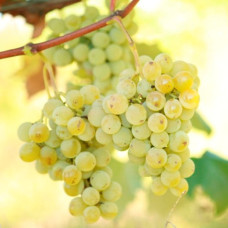 Виноград Білосніжка