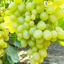Виноград