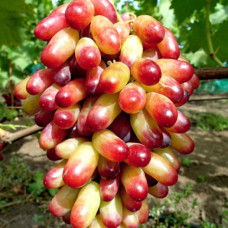 Виноград Манікюр Фінгер