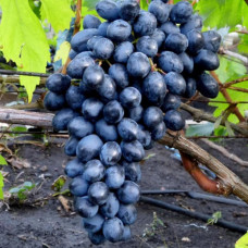 Виноград кишмиш Осінній Королівський