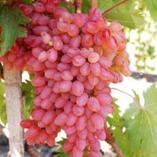 Виноград кишмиш Мрія