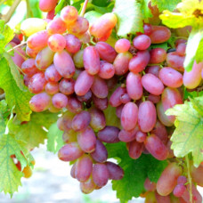 Виноград Перетворення