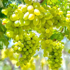 Виноград кишмиш Століття