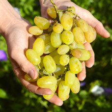 Виноград Мускат Злато