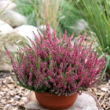 Верес Athene (Атен)