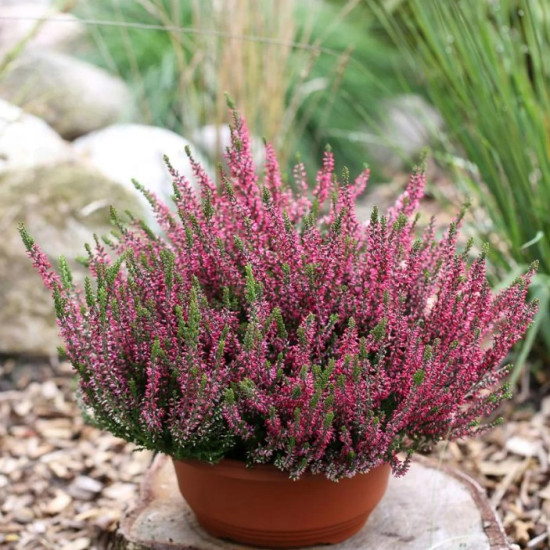 Верес Athene (Атен)