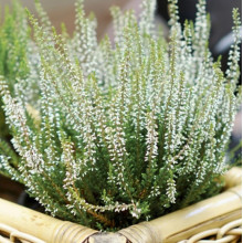 Верес Asli (Аслі)