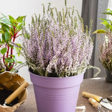 Верес Dunja (Дуня)