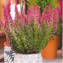 Верес Franca (Франка)