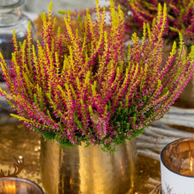 Верес Golden Angie (Голден Анжі)