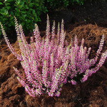 Верес Greta (Грета)