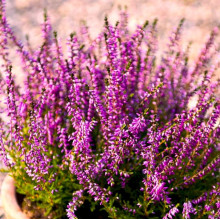 Верес Irma (Ірма)