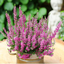 Верес Lilly (Лілі)