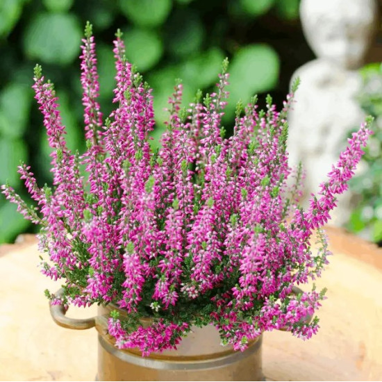 Верес Lilly (Лілі)