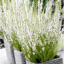 Верес Madonna (Мадонна)