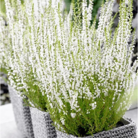 Верес Madonna (Мадонна)