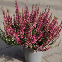 Верес Martina (Мартіна)