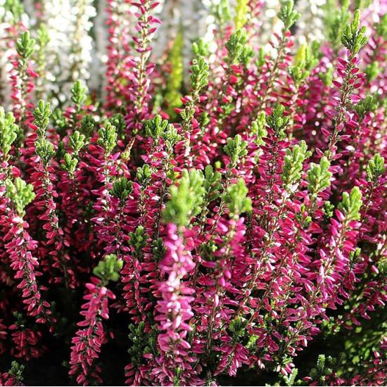 Верес Pink Bettina (Пінк Бетінна)