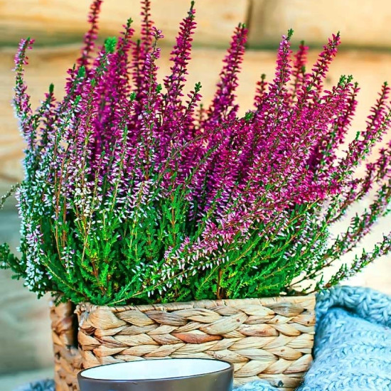 Верес Ronja (Роня)