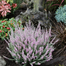 Верес Silvana (Сілвана)