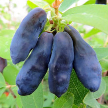 Жимолость Голубой банан контейнер 0.5 л