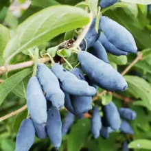 Жимолость Дует контейнер 0.5 л