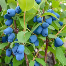 Жимолость Индиго Джем контейнер 0.5 л