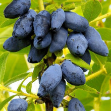 Жимолость Югана контейнер 0.5 л