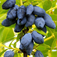 Жимолость Югана контейнер 0.5 л