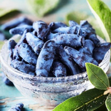 Жимолость Лакомка контейнер 0.5 л