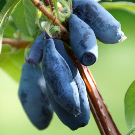 Жимолость Німфа контейнер 0.5 л