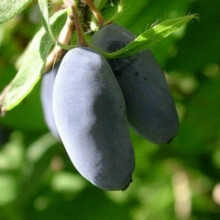 Жимолость Синяя Птица контейнер 0.5 л