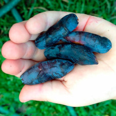 Жимолость Бакчарский Великан контейнер 0.5 л