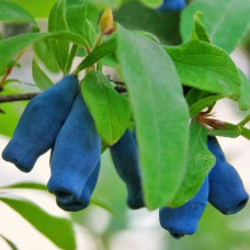 Жимолость Витаминная контейнер 0.5 л