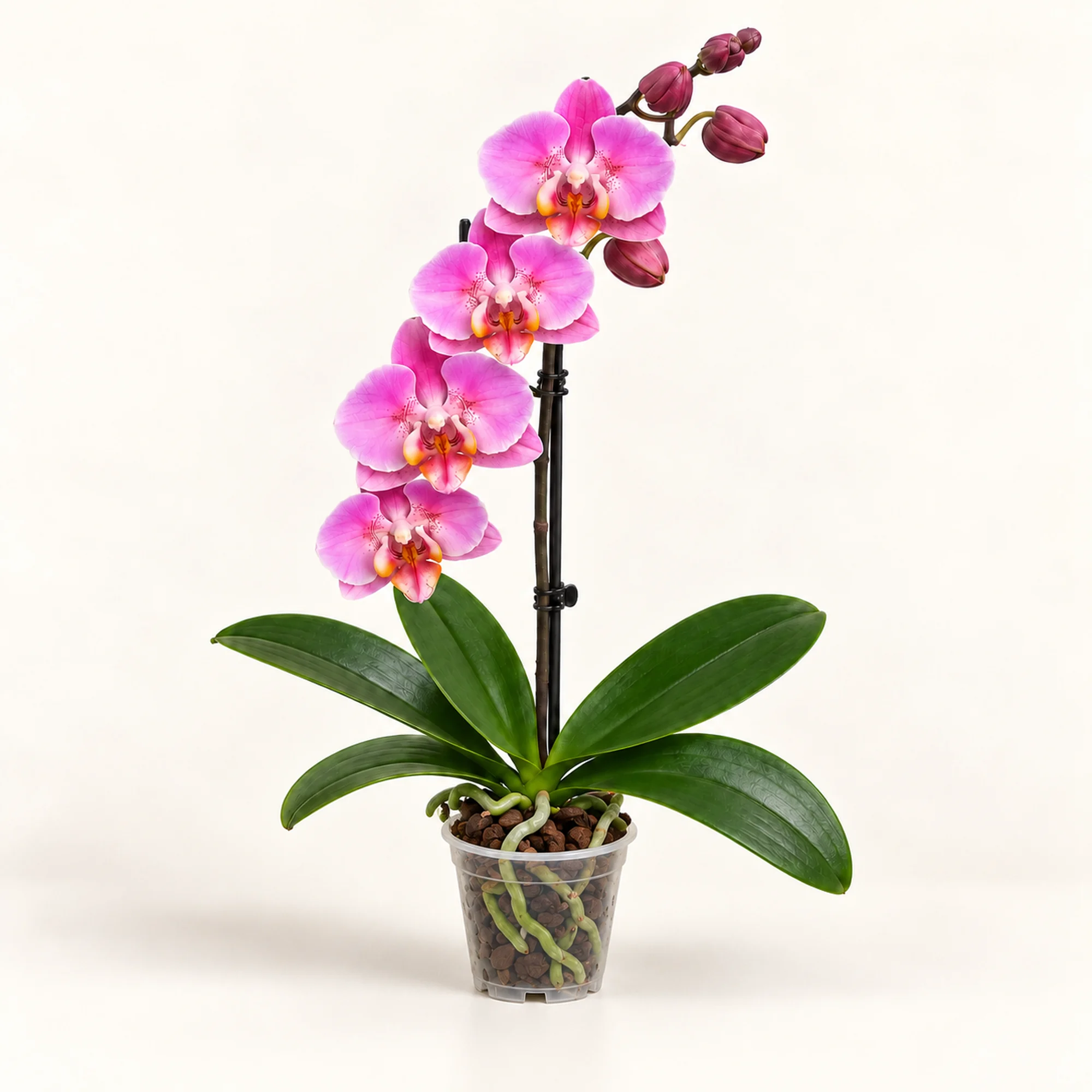 Фаленопсис 1-tak Pink Mutant Phalaenova 12/65 — рослина повністю
