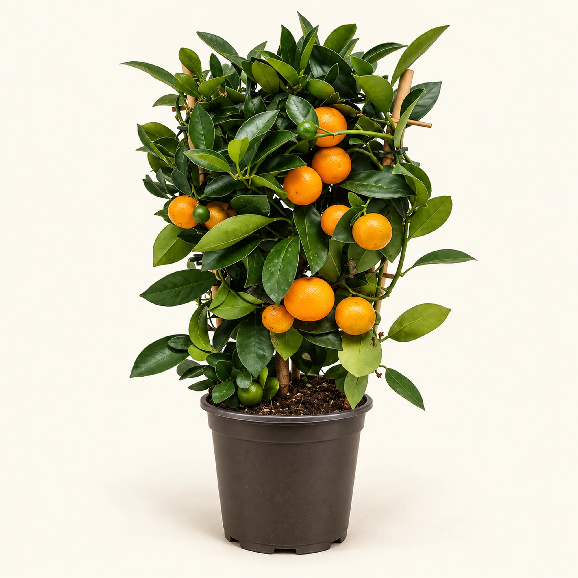 Цитрус Microcarpa