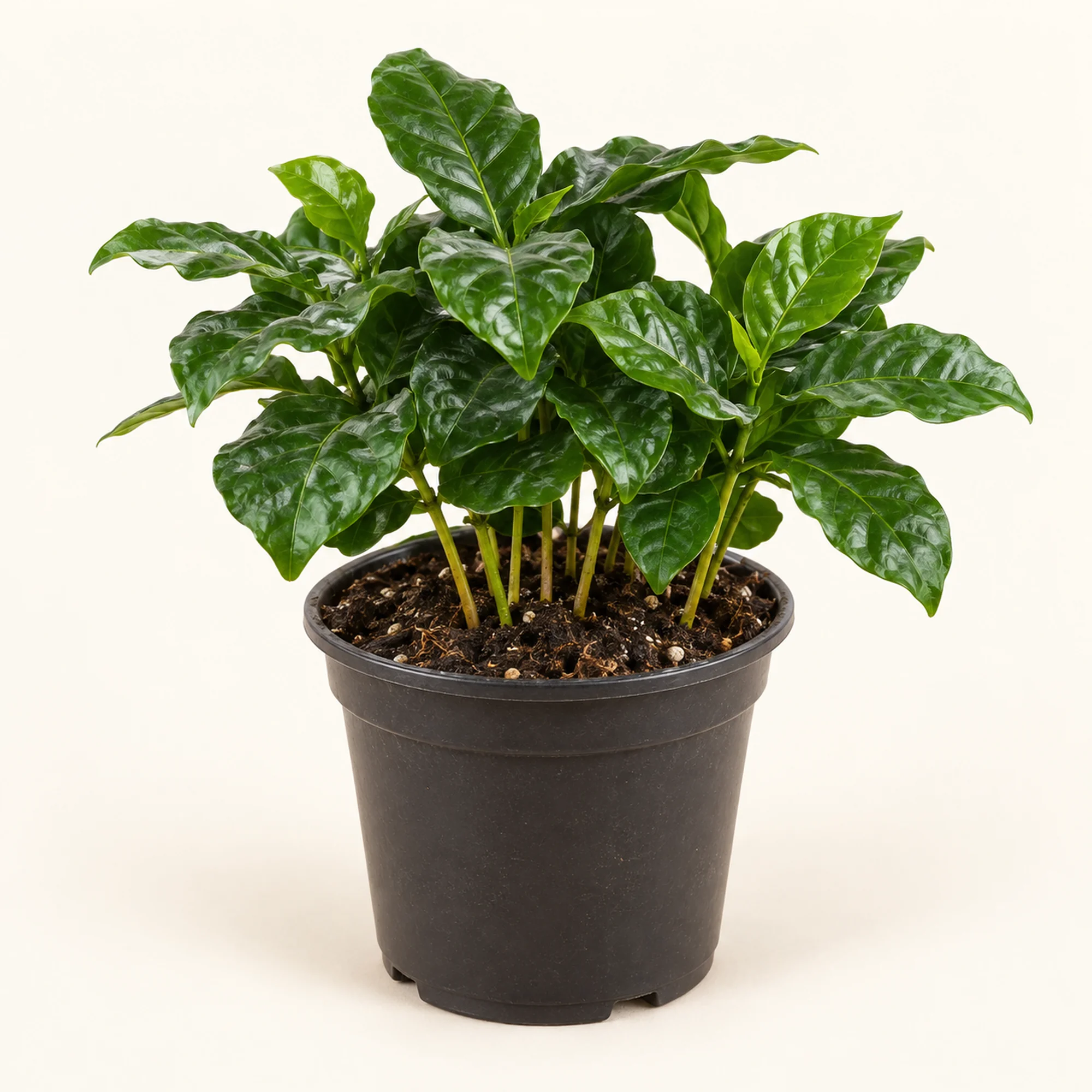 Кофейное дерево Arabica — горшок 9 см, 15 см по прайсу
