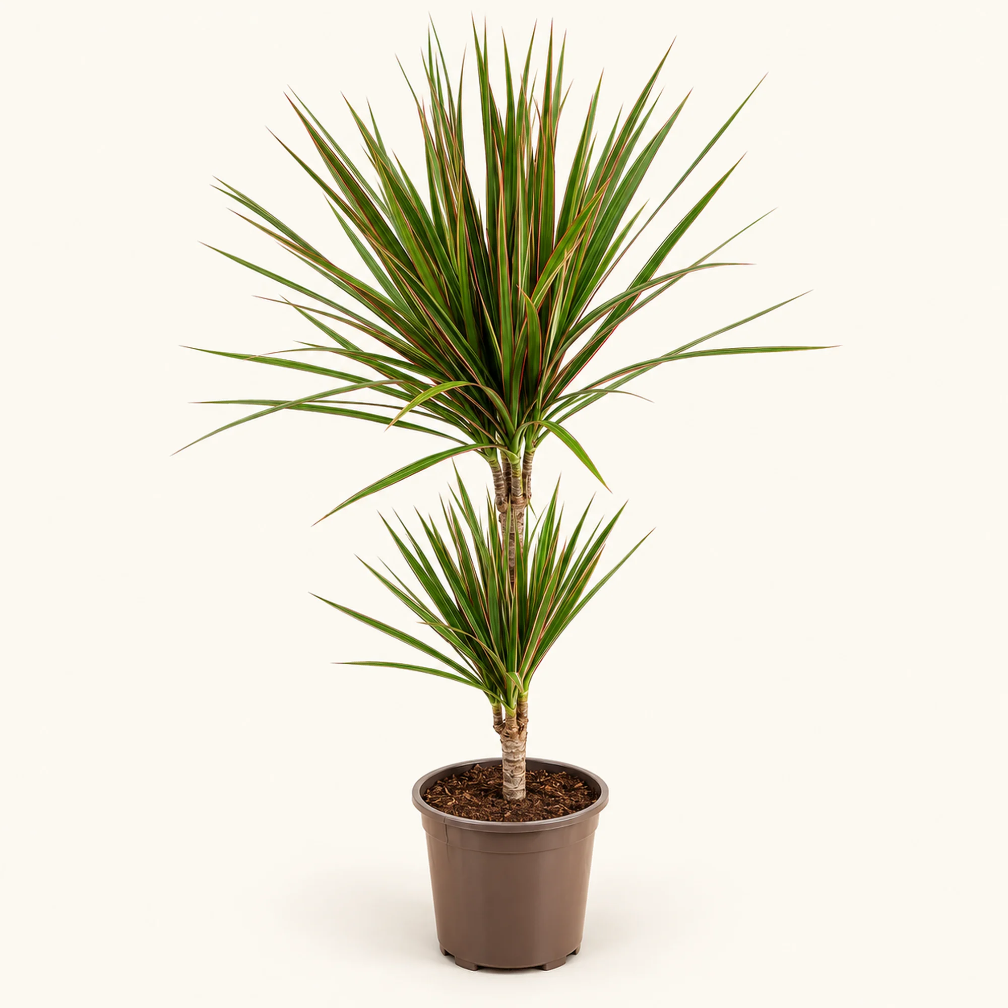 Драцена Marginata Bicolor — горшок 17 см, 75 см по прайсу