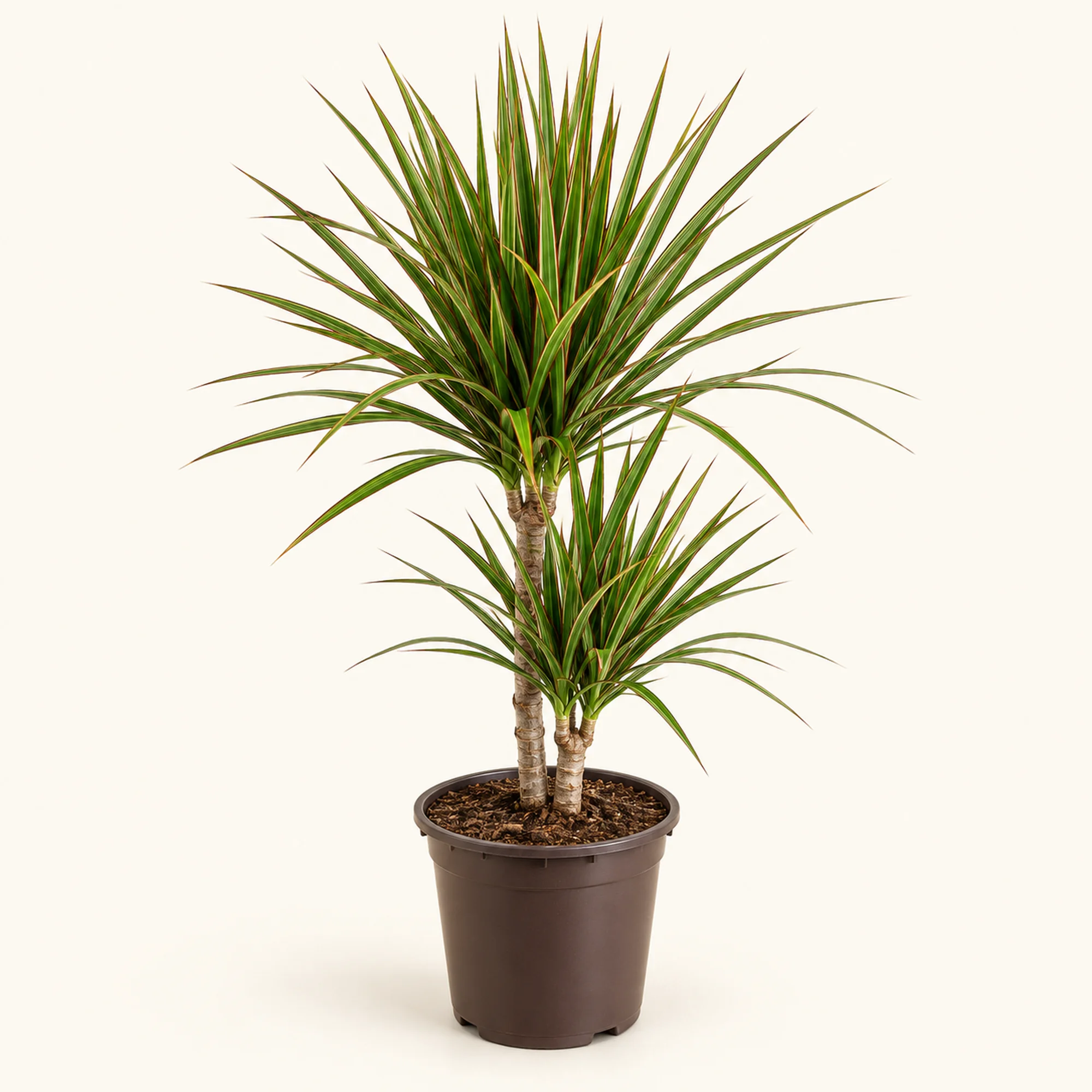 Драцена Marginata Bicolor — горшок 25 см, 90 см по прайсу