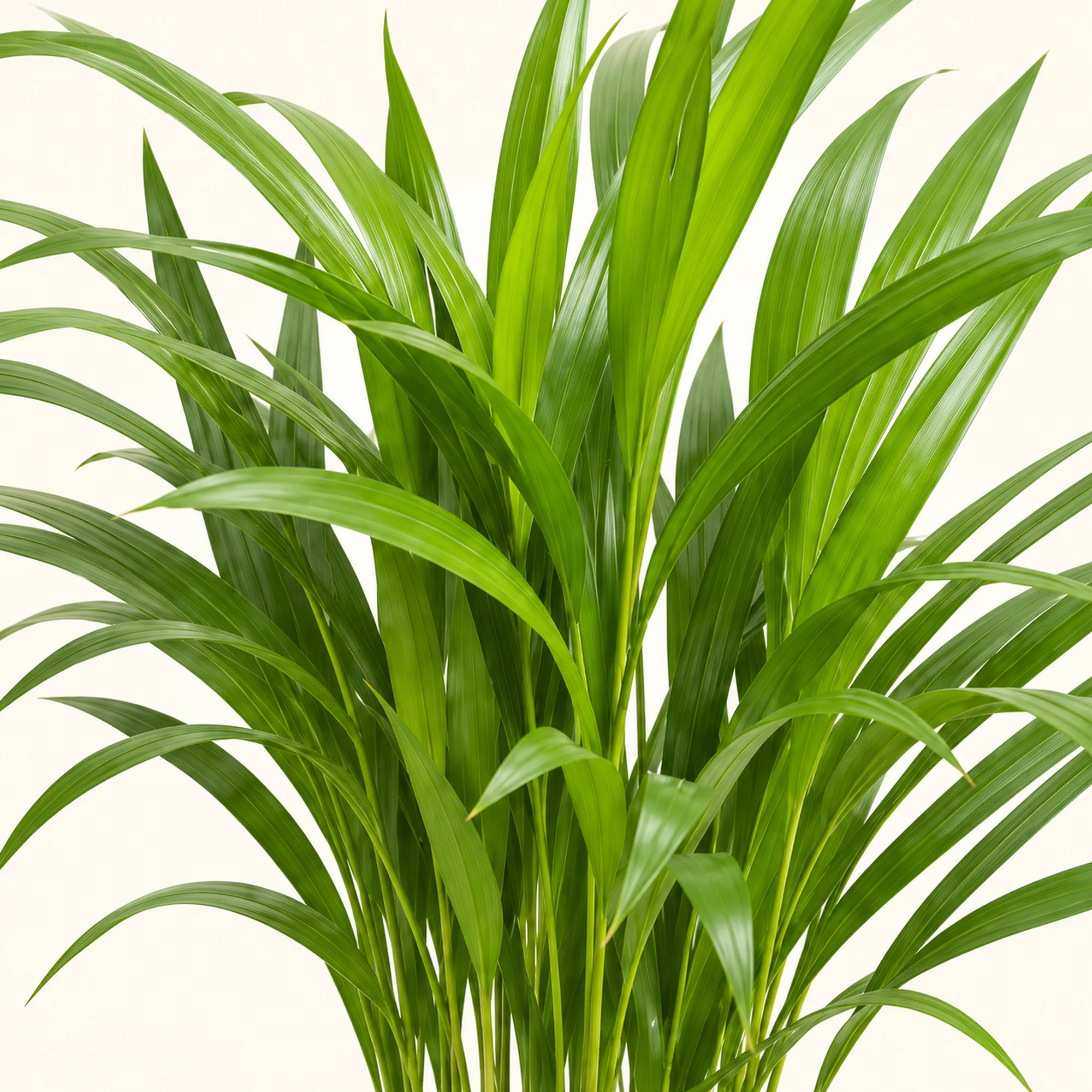 Дипсис Lutescens 14/50 — крупний план