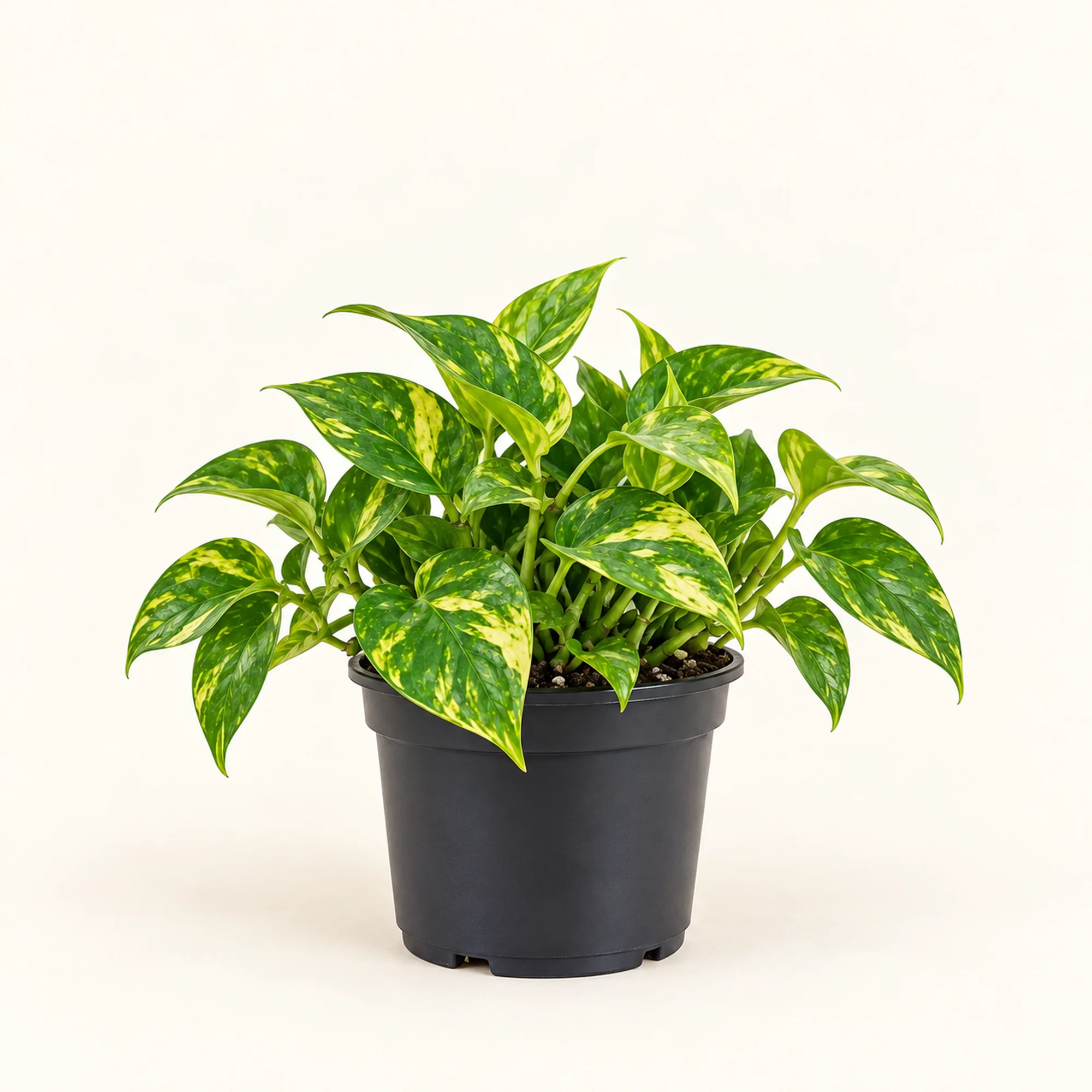 Эпипремнум Golden Pothos — горшок 12 см, 20 см по прайсу