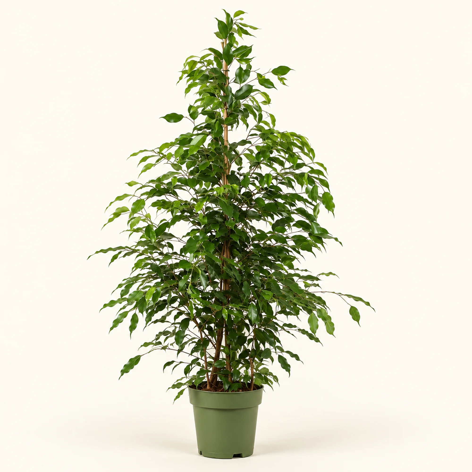 Фикус Бенджамина Exotica — горшок 27 см, 145 см по прайсу