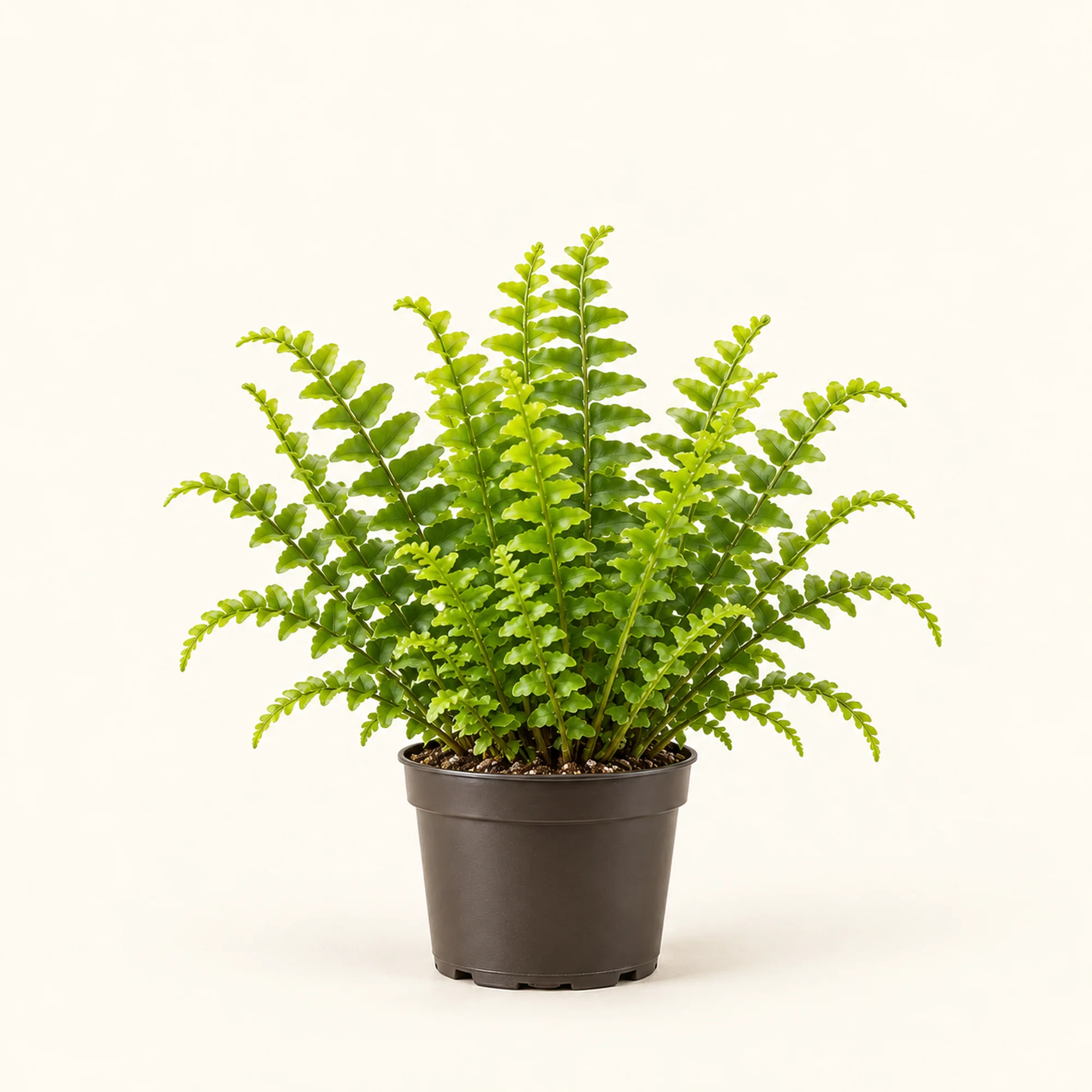 Нефролепис Green Delight — горшок 12 см, 25 см по прайсу