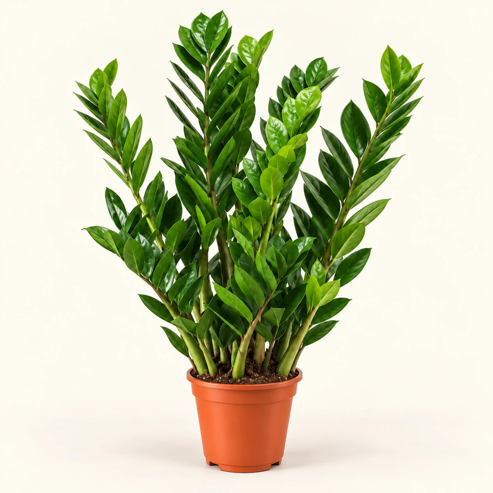 Замиокулькас Zamiifolia — горшок 17 см