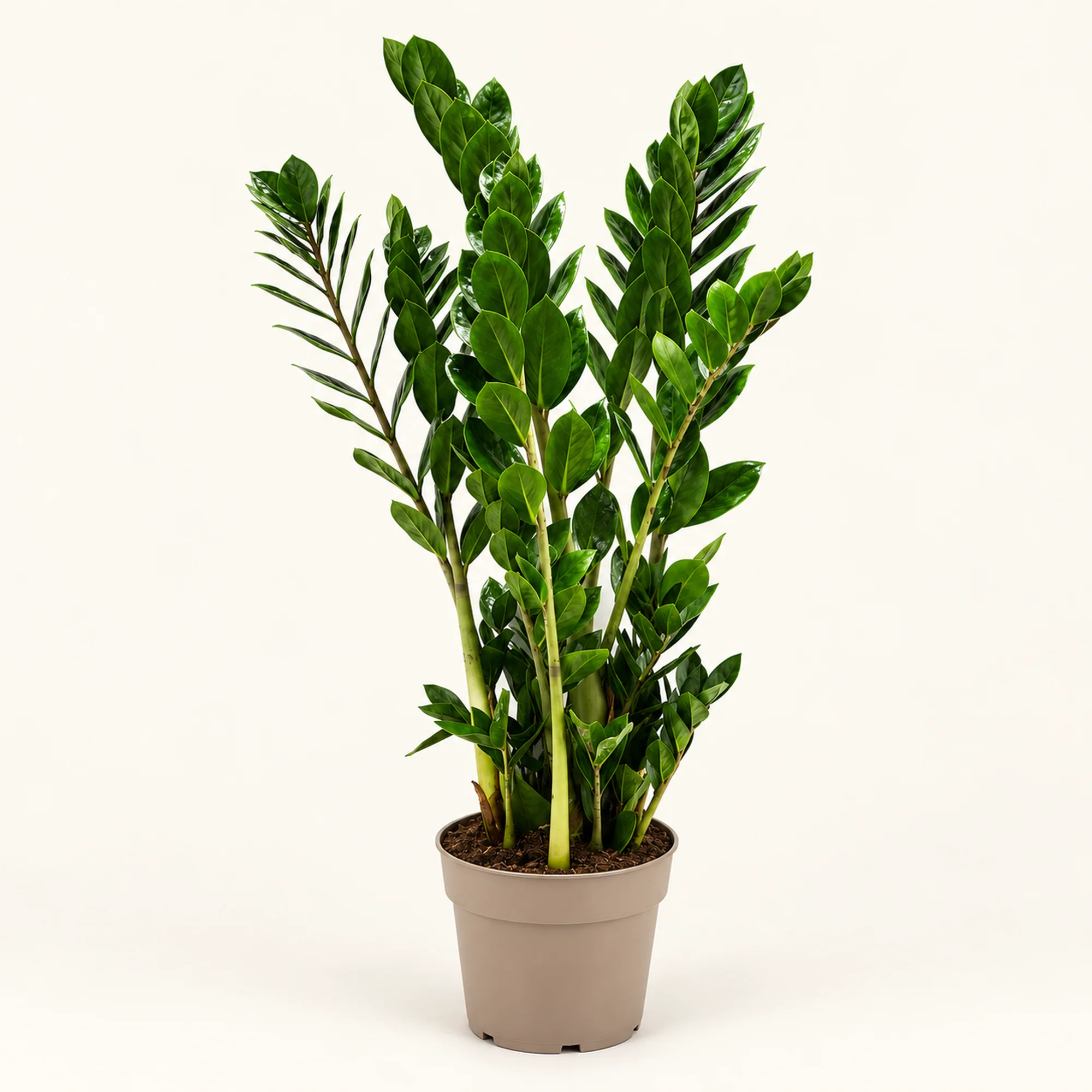 Замиокулькас Zamiifolia — горшок 23 см