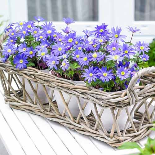 Анемона проста blanda Blue Shades