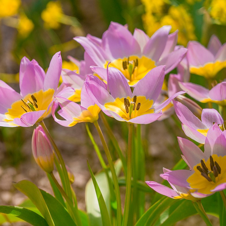 Тюльпан Ботанічний Saxatilis