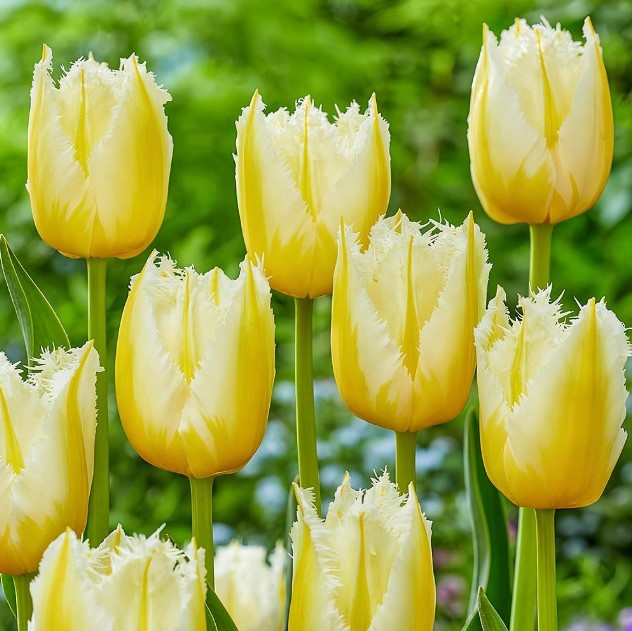 Тюльпан Оторочений Lemon Beauty