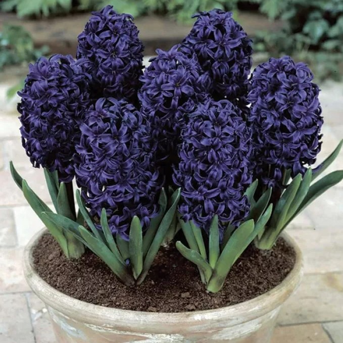Гіацинт садовий Blue Sapphire